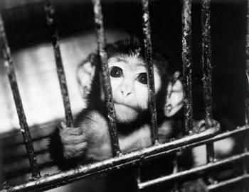 Animals in cages essay